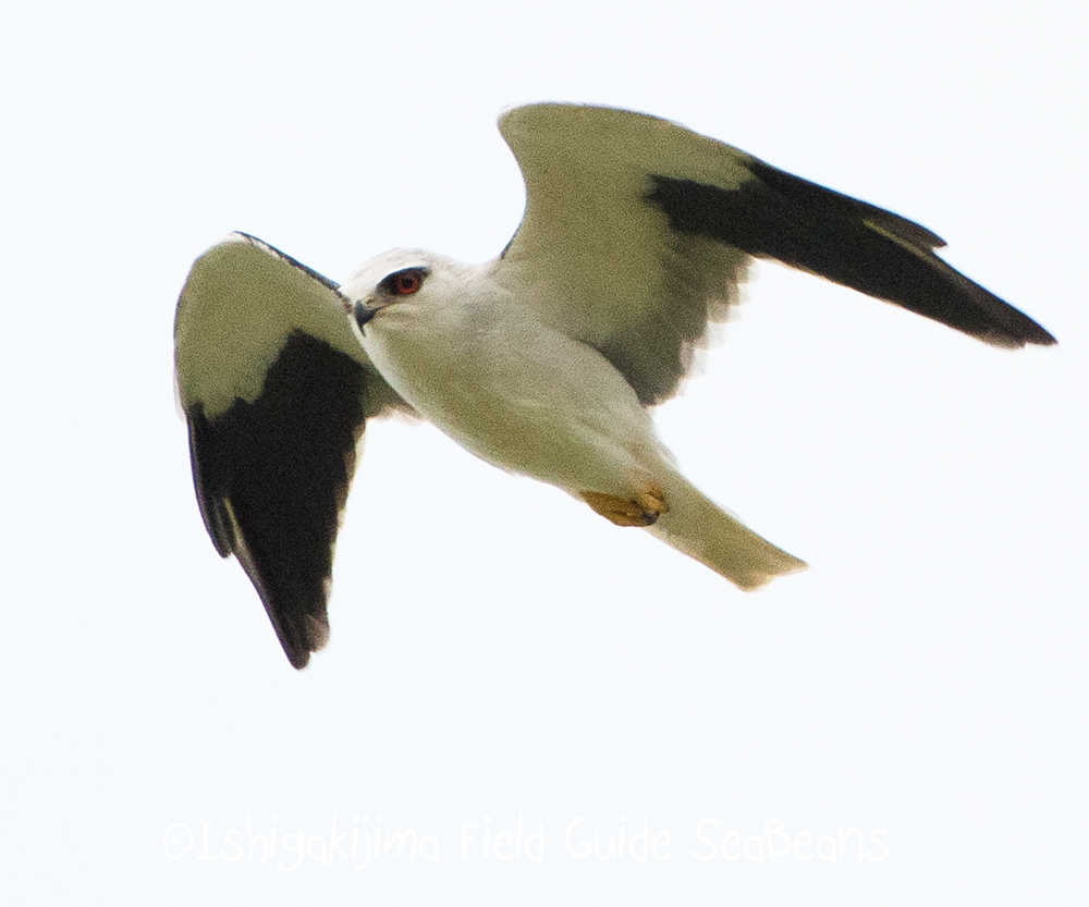 Photo of Black-winged Kite at Ishigaki Island by 石垣島バードウオッチングガイドSeaBeans