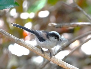 Long-tailed Tit 馬見丘陵公園 Sun, 3/10/2024