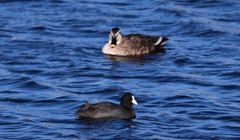 Eurasian Coot 田端東遊水池公園 Sat, 3/9/2024