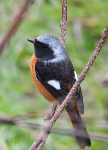 Daurian Redstart 岐阜市 Mon, 3/11/2024