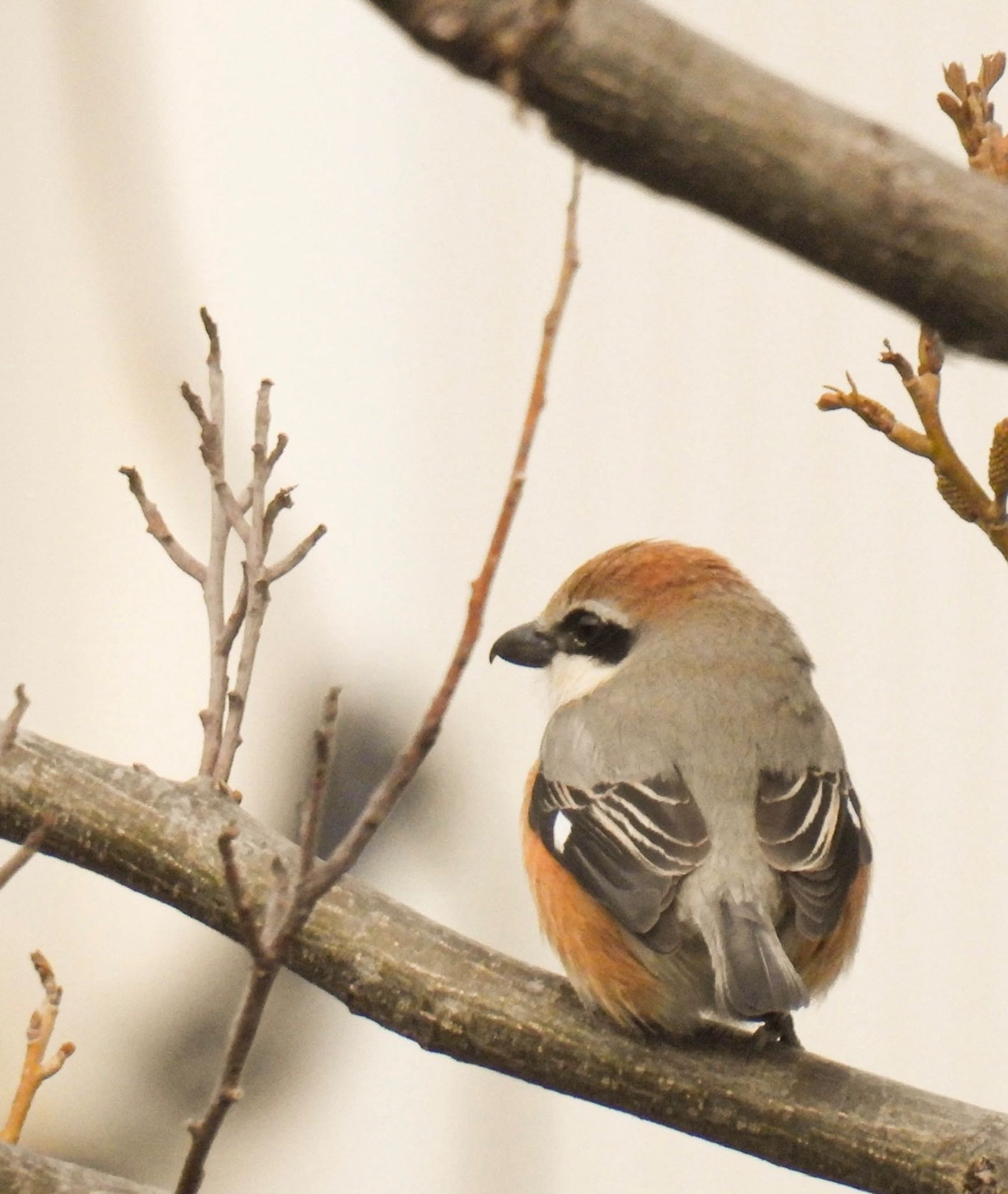 Photo of Bull-headed Shrike at 岐阜市 by じゃすみん 岐阜ラブ❤︎