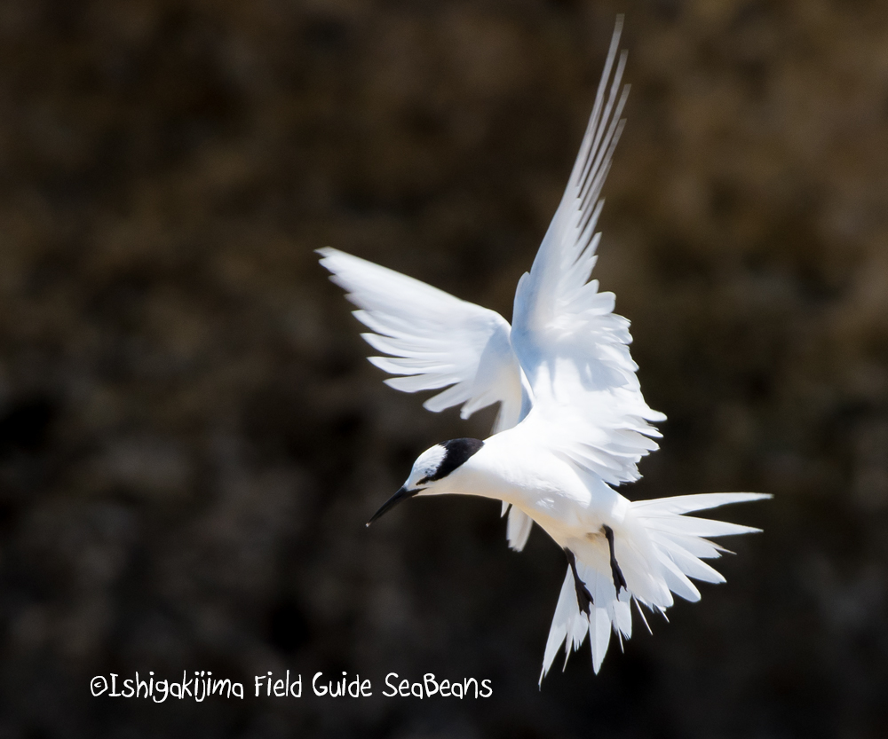 Photo of Black-naped Tern at Ishigaki Island by 石垣島バードウオッチングガイドSeaBeans