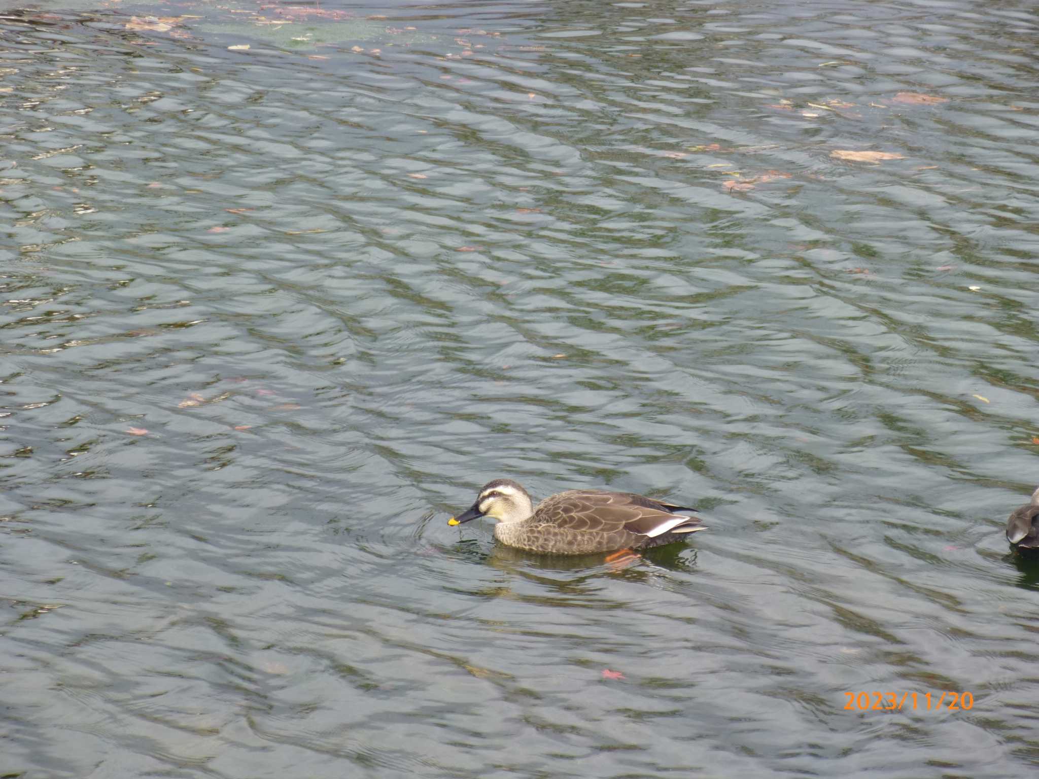 Eastern Spot-billed Duck