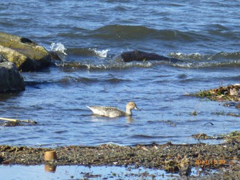 Northern Pintail Suwako Lake Mon, 11/20/2023