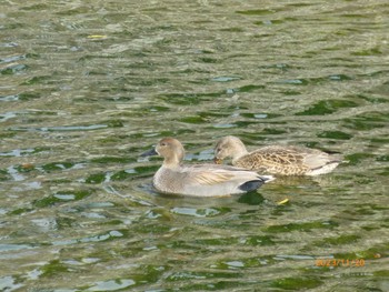 Gadwall 松本城 Mon, 11/20/2023