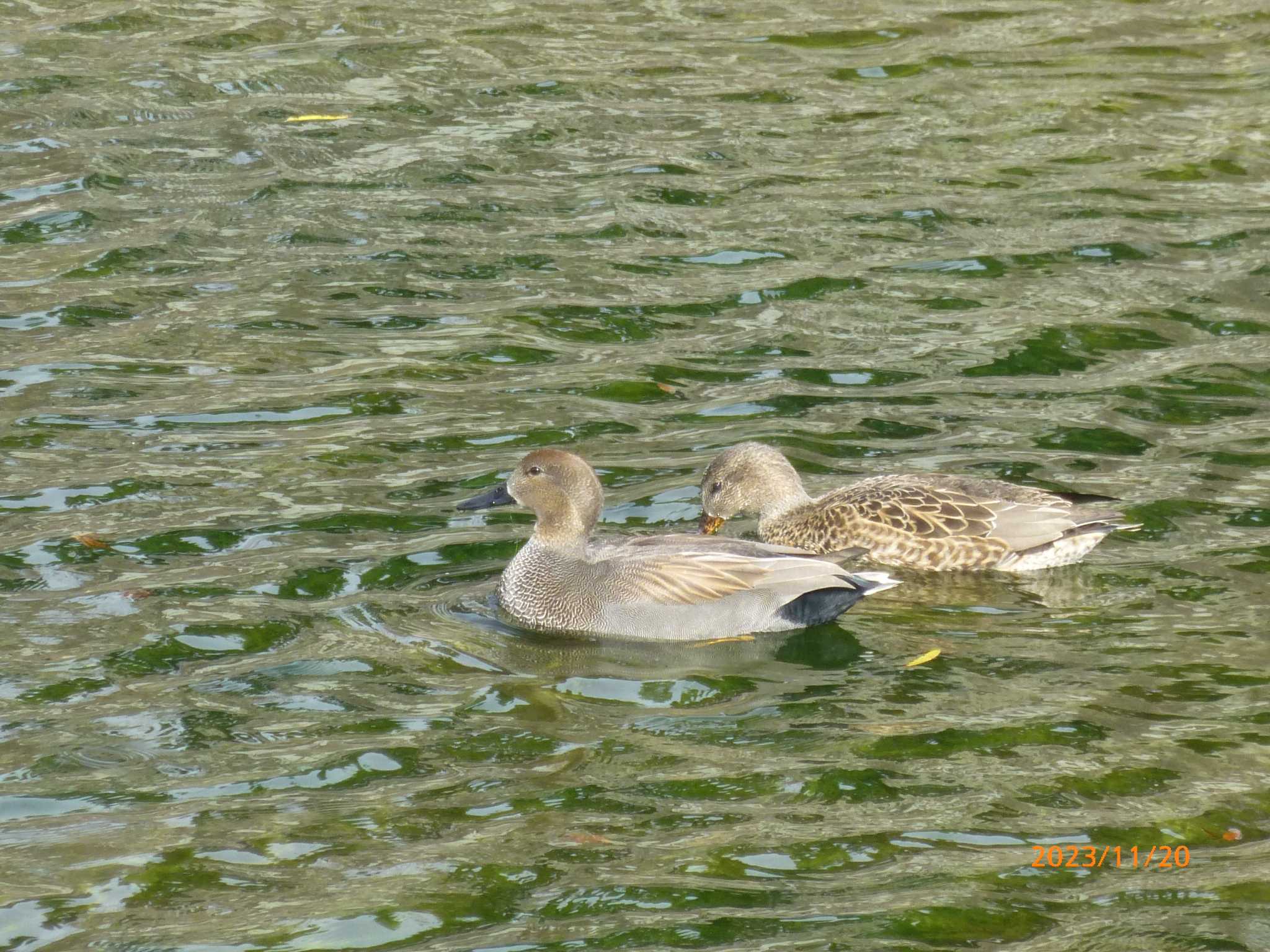 Gadwall