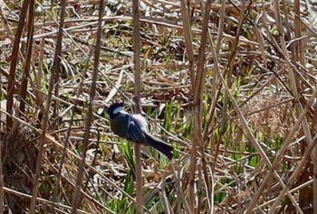 シジュウカラ 長津川ふれあい広場 2024年3月11日(月)