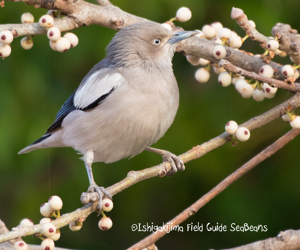 White-shouldered Starling