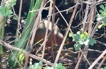 Ruddy-breasted Crake 長津川ふれあい広場 Mon, 3/11/2024