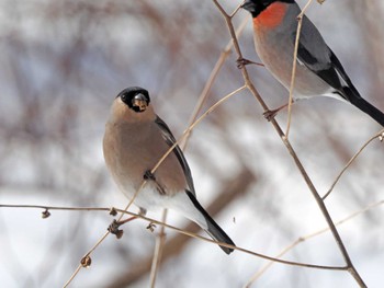 Eurasian Bullfinch 泉ヶ岳 Wed, 2/28/2024