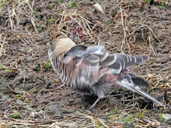 Asian Rosy Finch 泉ヶ岳 Fri, 3/1/2024