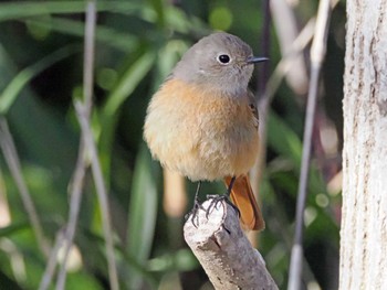 Daurian Redstart 三神峯公園 Mon, 3/4/2024