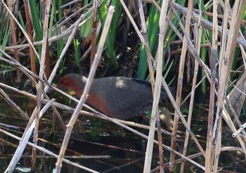 Ruddy-breasted Crake 長津川ふれあい広場 Mon, 3/11/2024