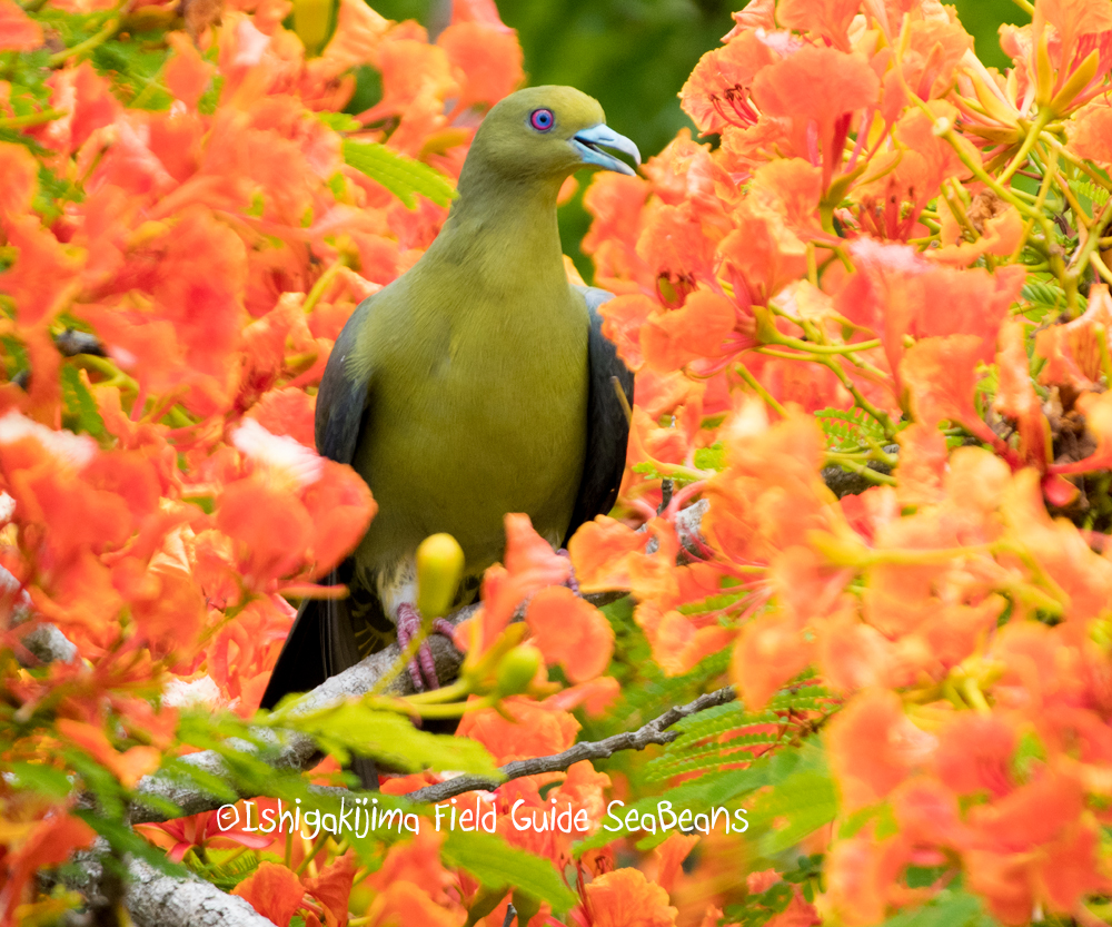 Photo of チュウダイズアカアオバト at Ishigaki Island by 石垣島バードウオッチングガイドSeaBeans