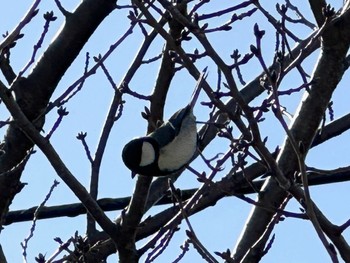 Japanese Tit 金井遊水地(金井遊水池) Sun, 3/10/2024