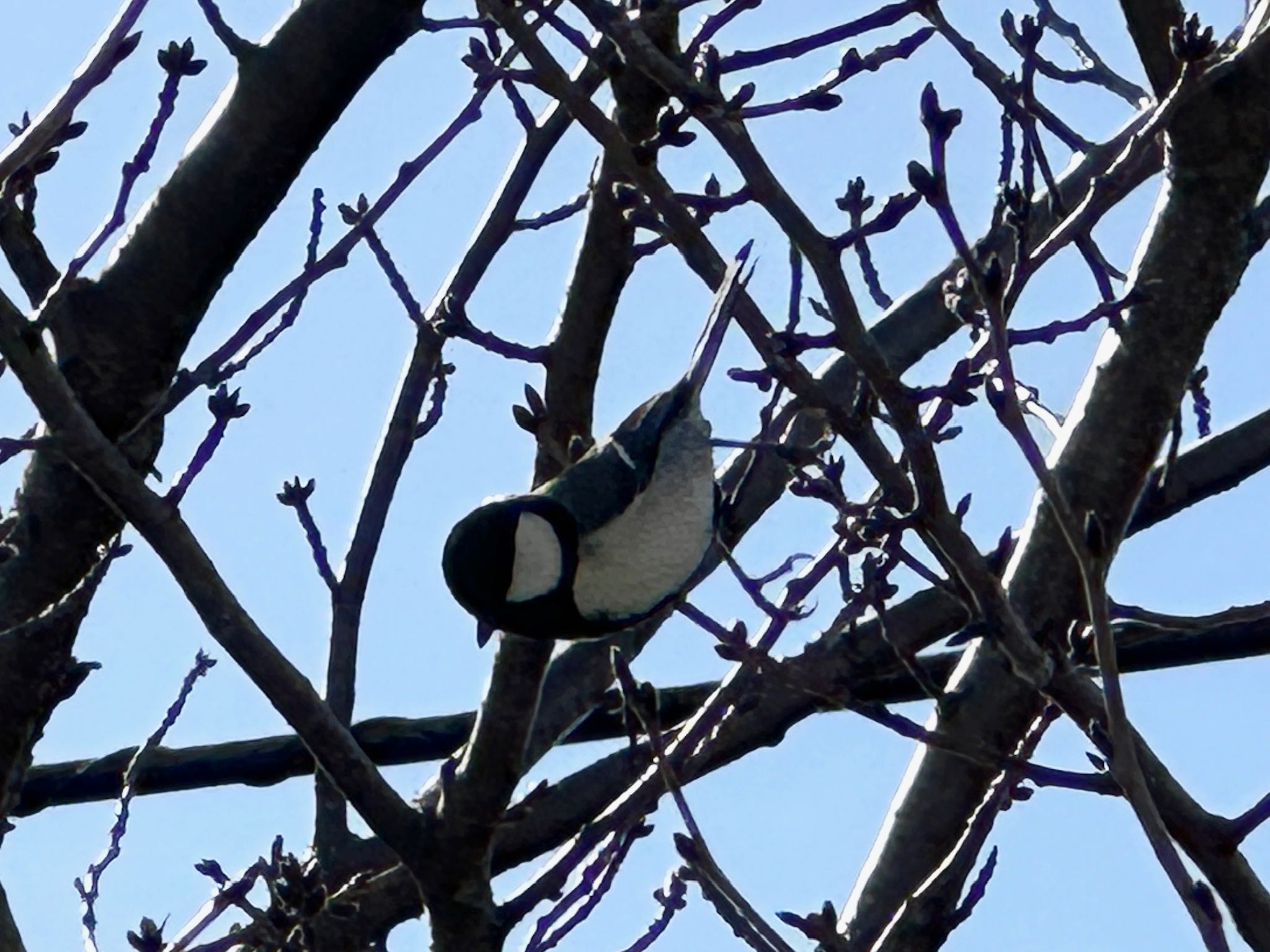 Photo of Japanese Tit at 金井遊水地(金井遊水池) by HIKARI  ξ(｡◕ˇ◊ˇ◕｡)ξ