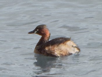 Little Grebe 金井遊水地(金井遊水池) Sun, 3/10/2024