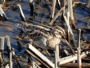 Common Snipe 金井遊水地(金井遊水池) Sun, 3/10/2024