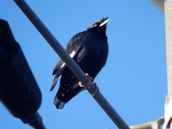 Crested Myna 金井遊水地(金井遊水池) Sun, 3/10/2024