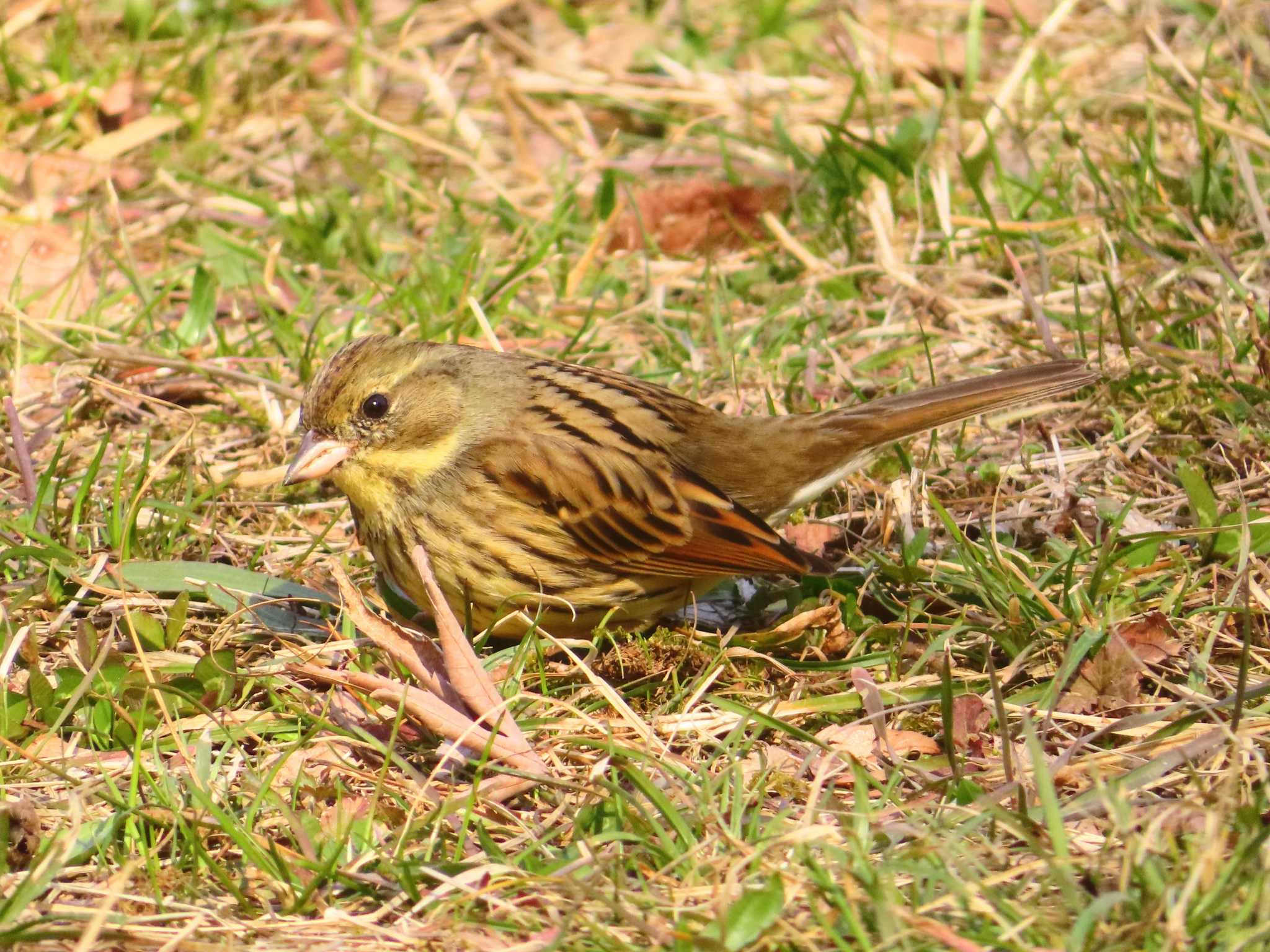 Masked Bunting