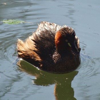 2024年3月11日(月) 井の頭公園の野鳥観察記録