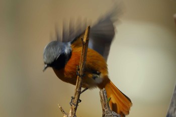 Daurian Redstart 祖父江ワイルドネイチャー緑地 Sat, 3/9/2024