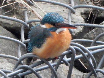 Common Kingfisher 柏尾川 Sun, 3/10/2024