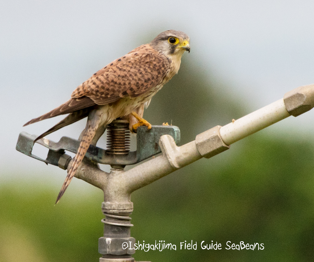 Photo of Common Kestrel at Ishigaki Island by 石垣島バードウオッチングガイドSeaBeans