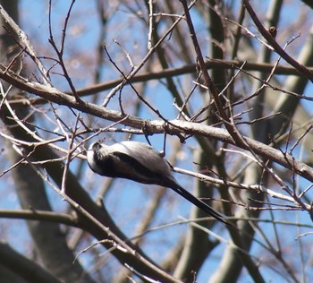 エナガ 井の頭公園 2024年3月11日(月)