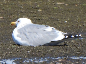 Vega Gull 多々良沼 Sun, 3/10/2024