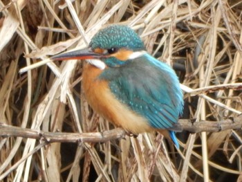 Common Kingfisher 柏尾川 Sun, 3/10/2024