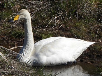 Whooper Swan 多々良沼 Sun, 3/10/2024