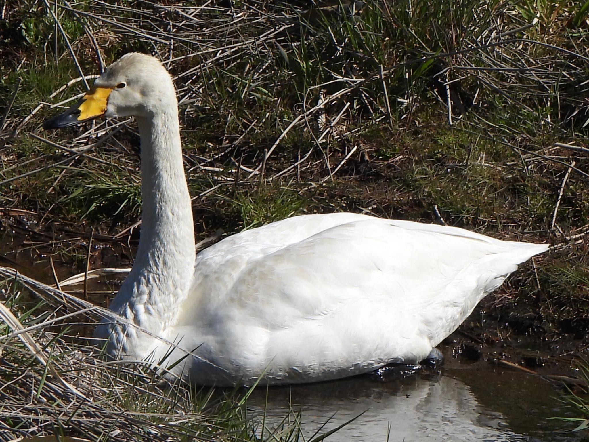 Photo of Whooper Swan at 多々良沼 by ツピ太郎
