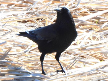 Carrion Crow 多々良沼 Sun, 3/10/2024