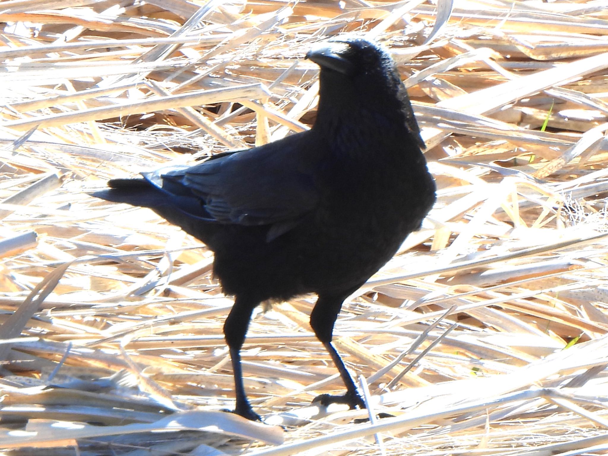 Photo of Carrion Crow at 多々良沼 by ツピ太郎