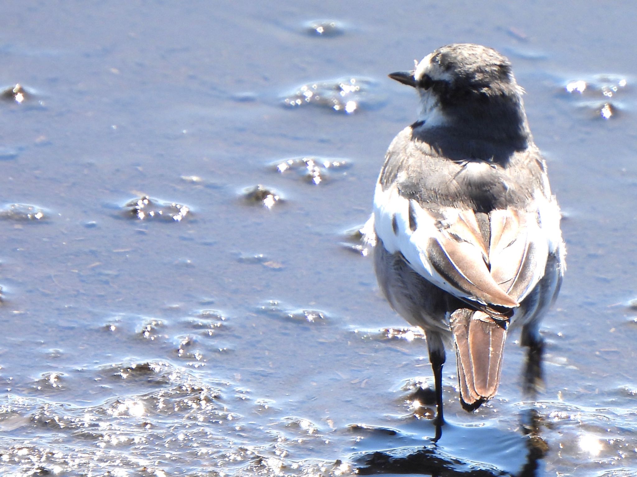 Photo of White Wagtail at 多々良沼 by ツピ太郎