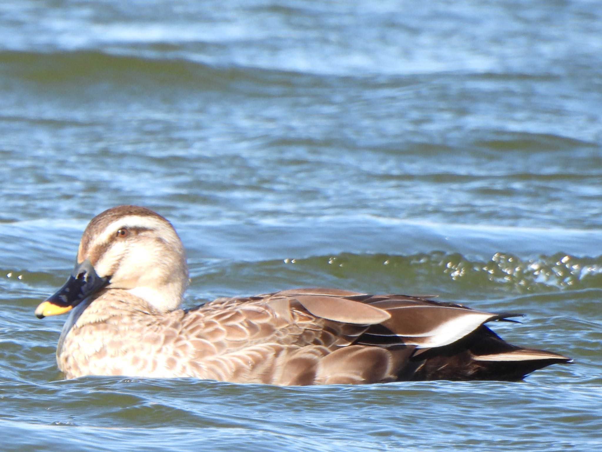 Eastern Spot-billed Duck