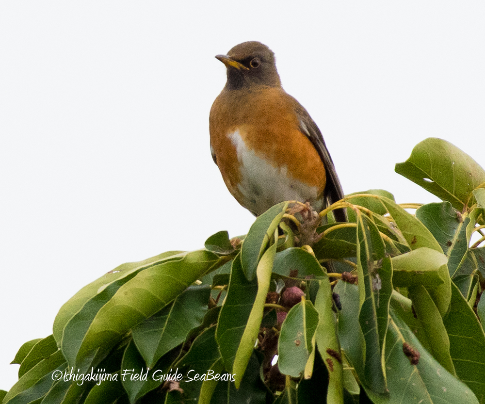 Brown-headed Thrush