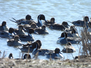 Northern Pintail 多々良沼 Sun, 3/10/2024