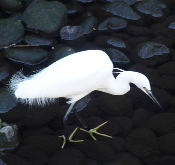 コサギ 井の頭公園 2024年3月11日(月)