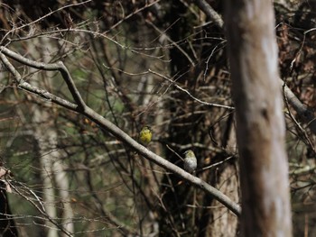 Eurasian Siskin 丸火自然公園 Sun, 3/10/2024