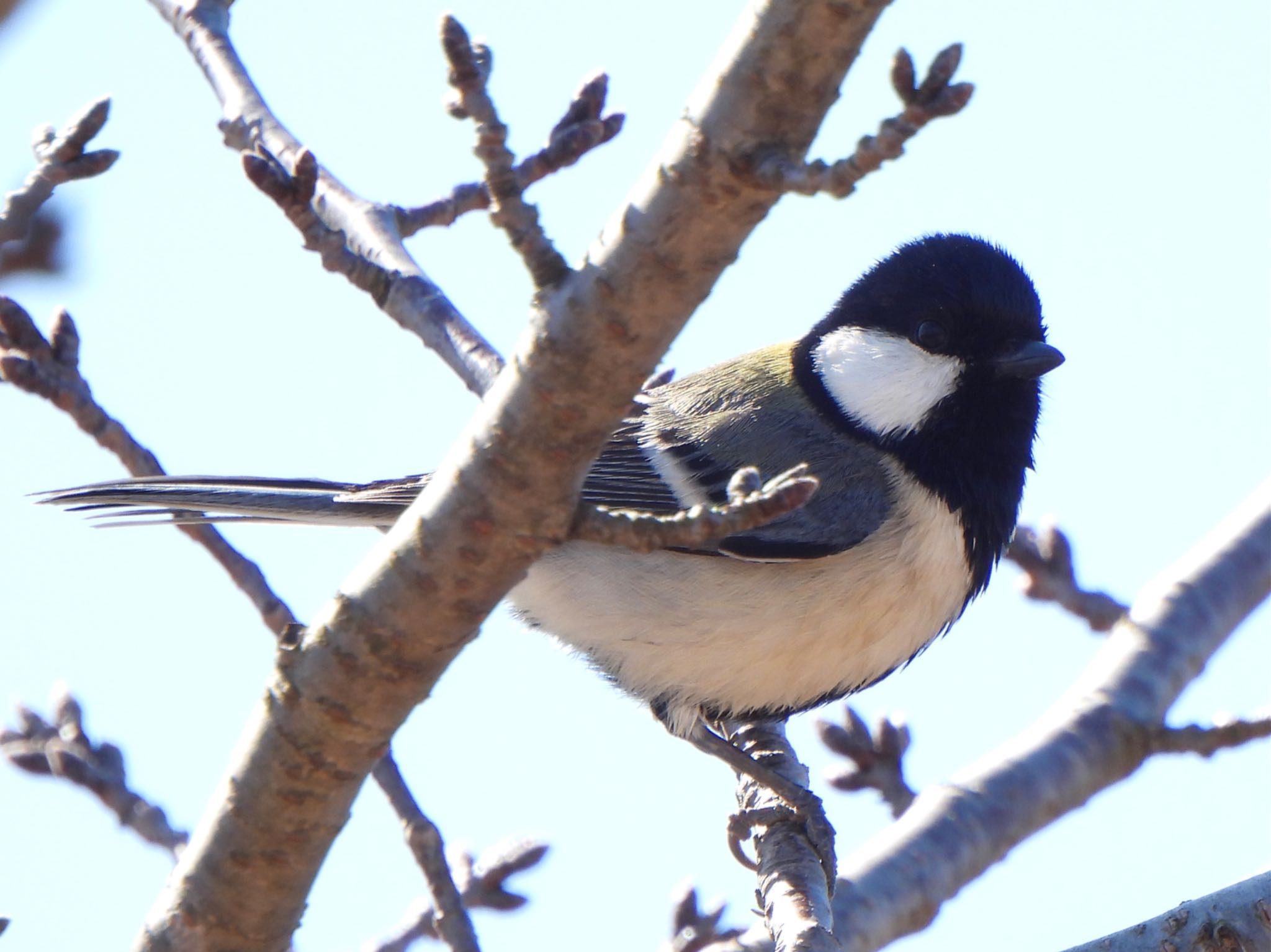 Japanese Tit