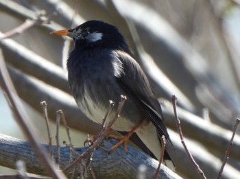 White-cheeked Starling 多々良沼 Sun, 3/10/2024