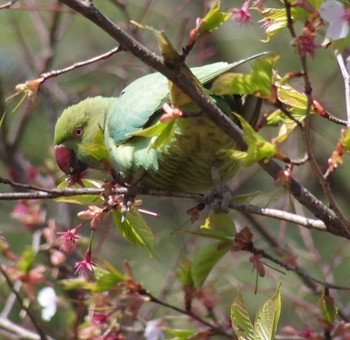 Indian Rose-necked Parakeet Inokashira Park Mon, 3/11/2024