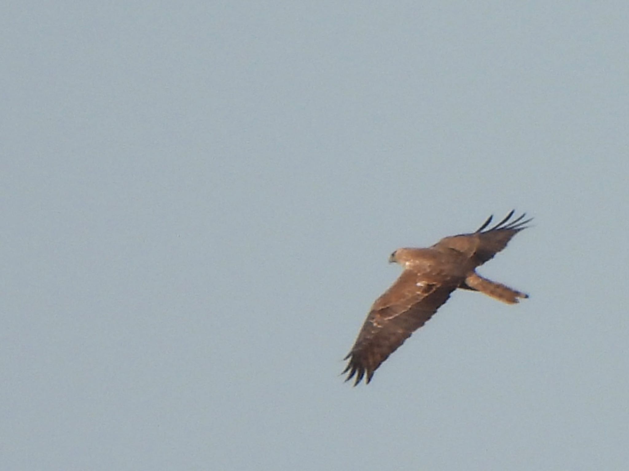 Eastern Marsh Harrier