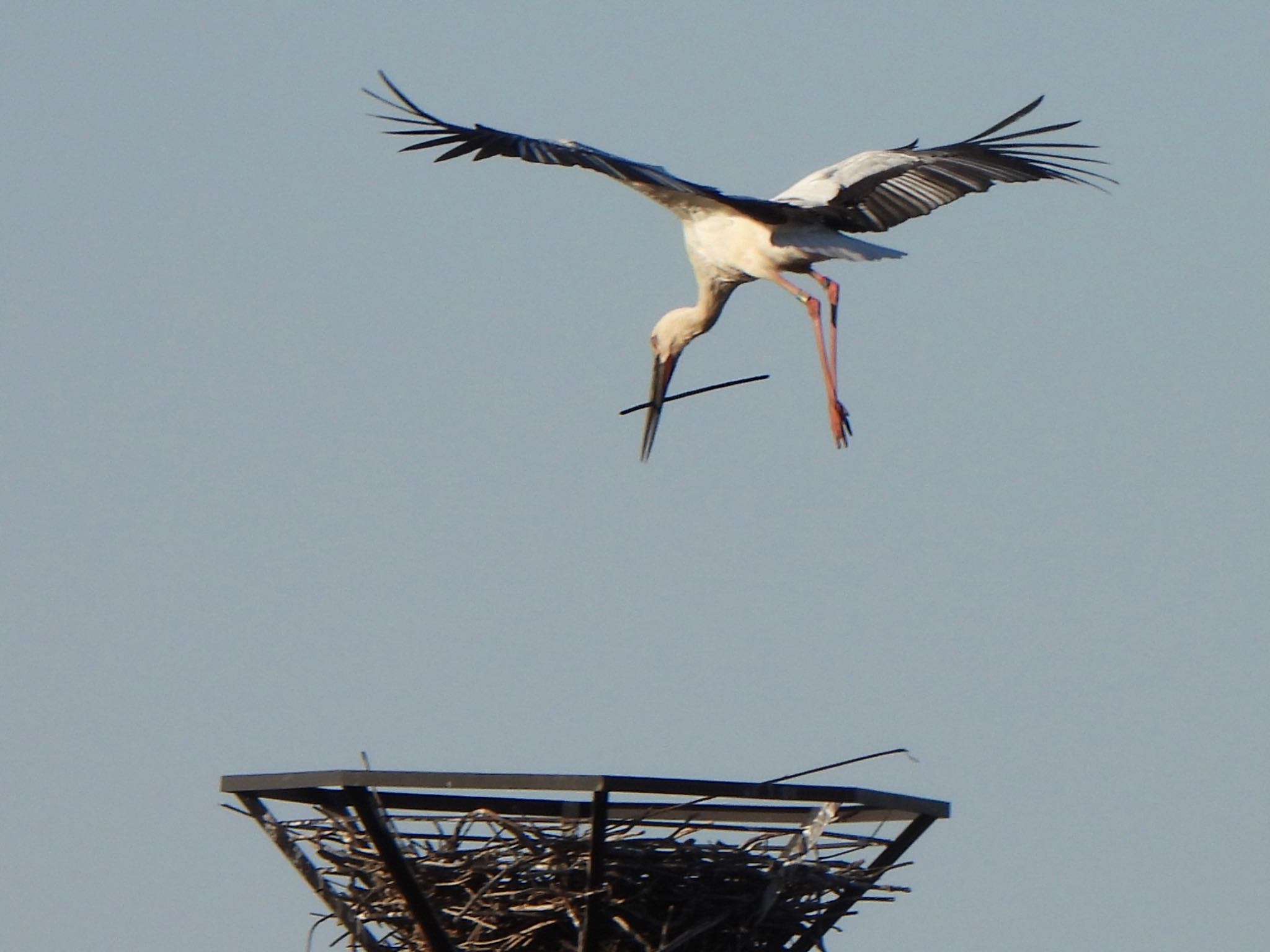 Oriental Stork