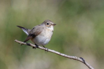 Red-breasted Flycatcher 小網代の森 Sun, 3/10/2024