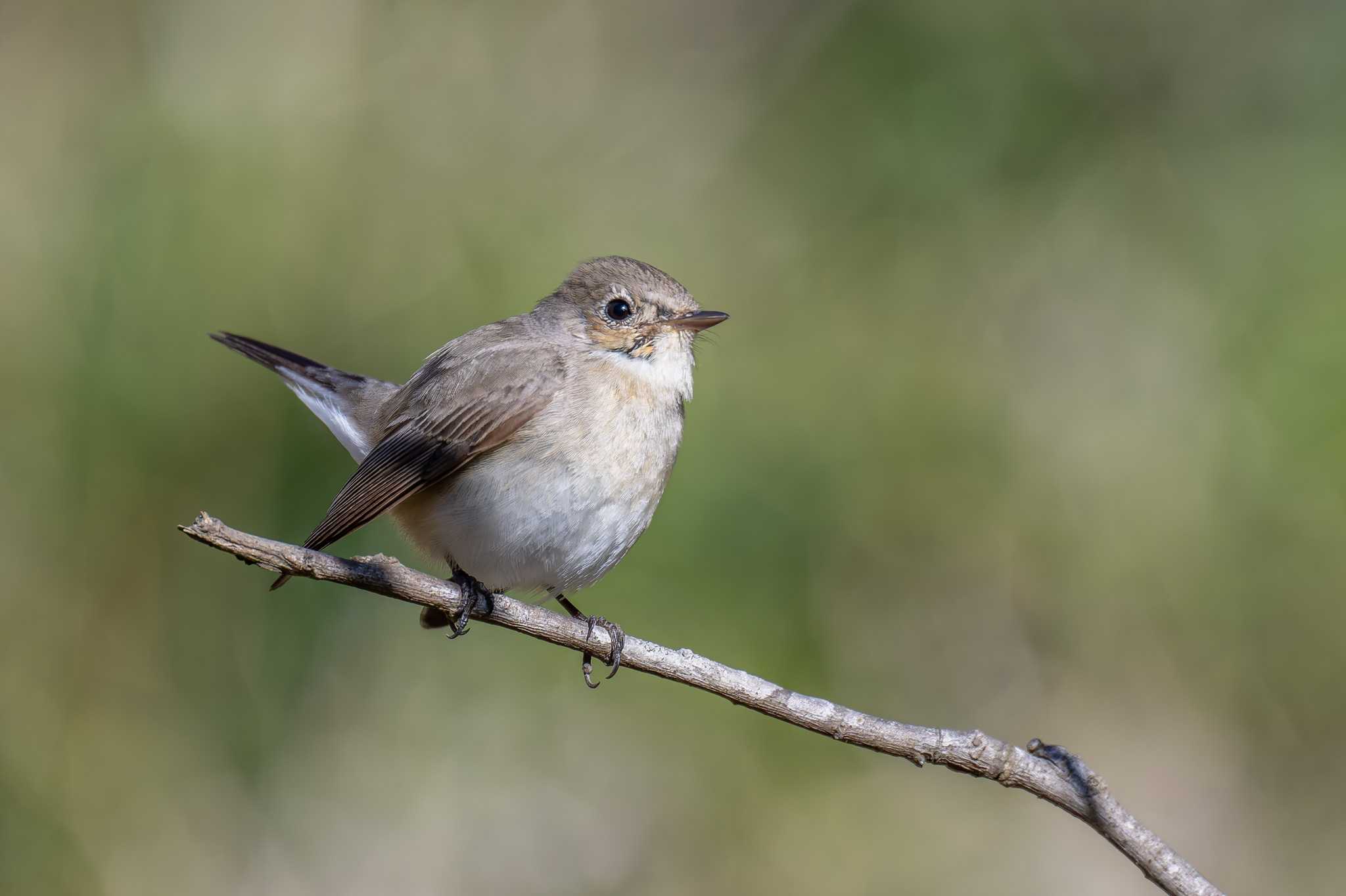 Red-breasted Flycatcher