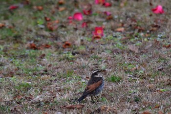 Dusky Thrush Nagahama Park Thu, 3/7/2024