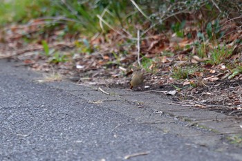 Daurian Redstart Nagahama Park Thu, 3/7/2024